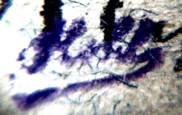 KohlHdb_briefmarkenpruefer_signatur_pruefzeichen