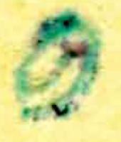 Arthur Ernst Friedrich Glasewald