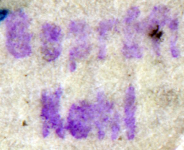 kehl_briefmarkenpruefer_fotoattest