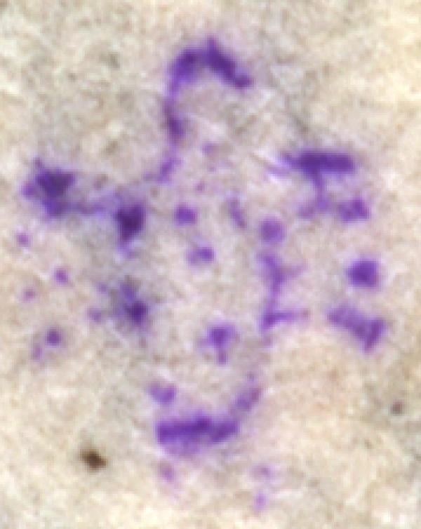 georg_barbe_briefmarkenpruefer-signatur_sjifgeddsfhbdsaef