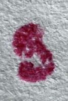 Emil Louis Richard Senf